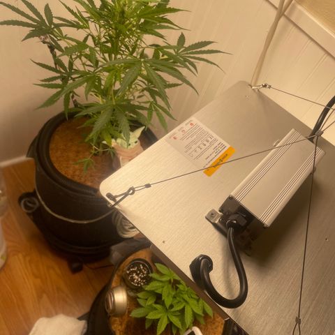Tangie growlog timeline photo