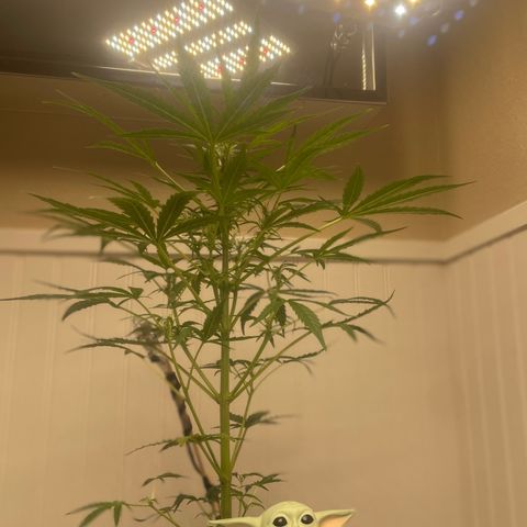 Tangie growlog timeline photo