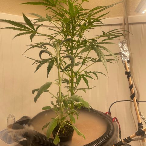 Tangie growlog timeline photo