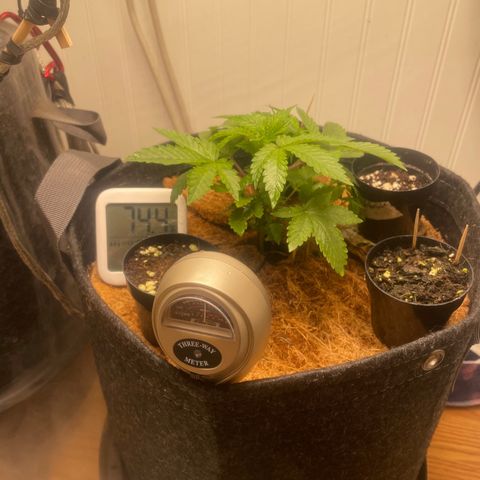 Tangie growlog timeline photo