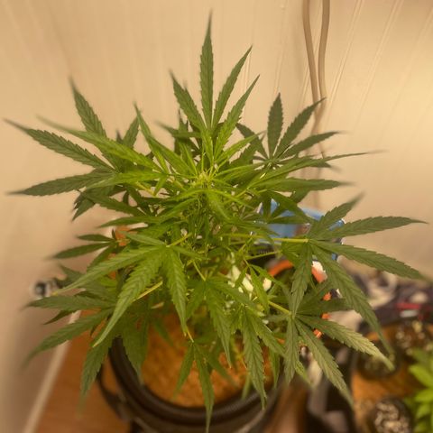 Tangie growlog timeline photo