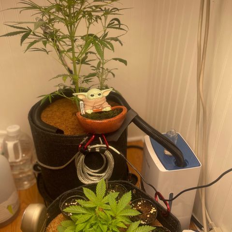 Tangie growlog timeline photo
