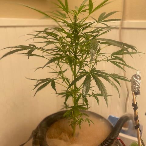 Tangie growlog timeline photo
