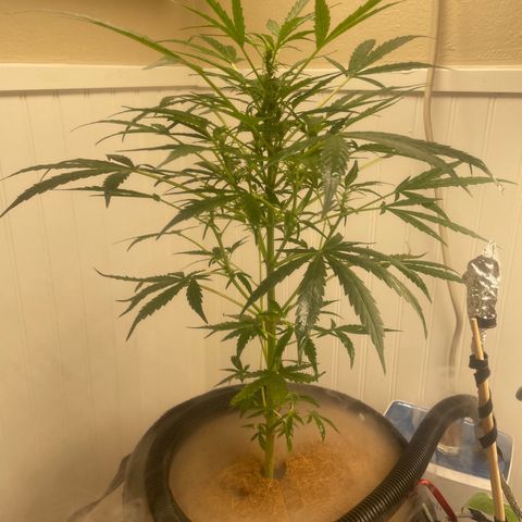 Tangie growlog timeline photo