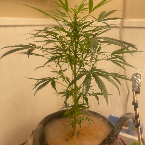 Tangie growlog timeline photo
