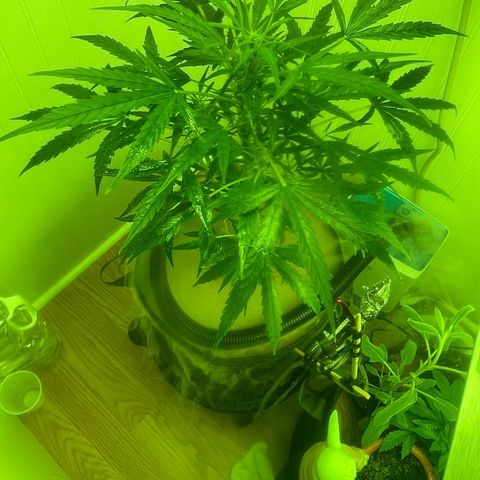 Tangie growlog timeline photo
