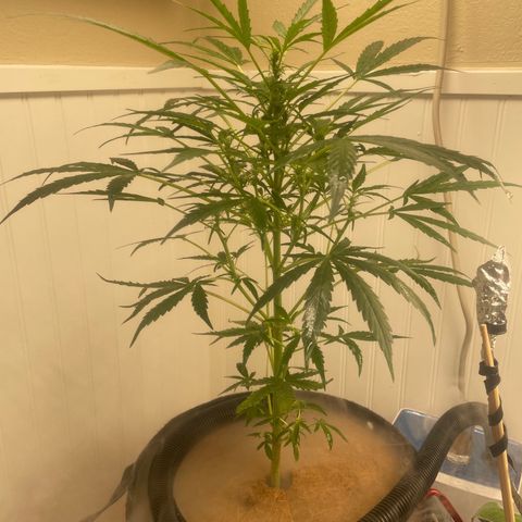 Tangie growlog timeline photo