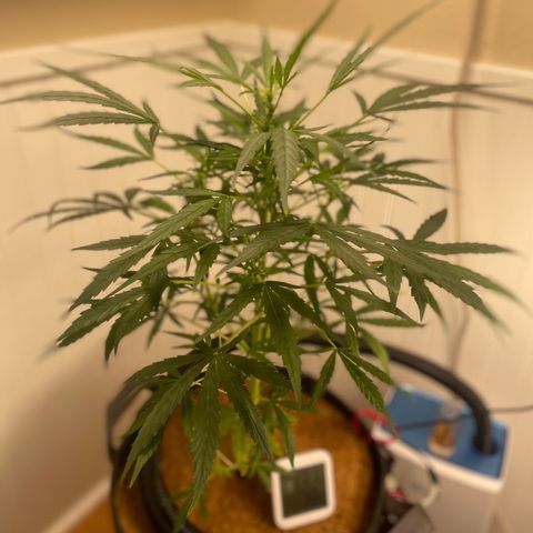 Tangie growlog timeline photo