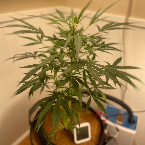 Tangie growlog timeline photo