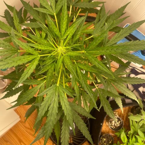 Tangie growlog timeline photo