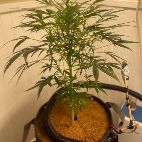 Tangie growlog timeline photo