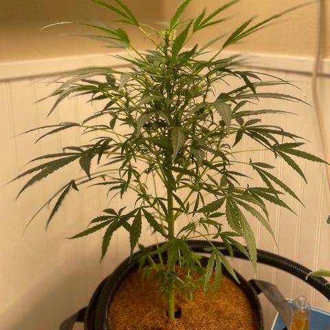 Tangie growlog timeline photo