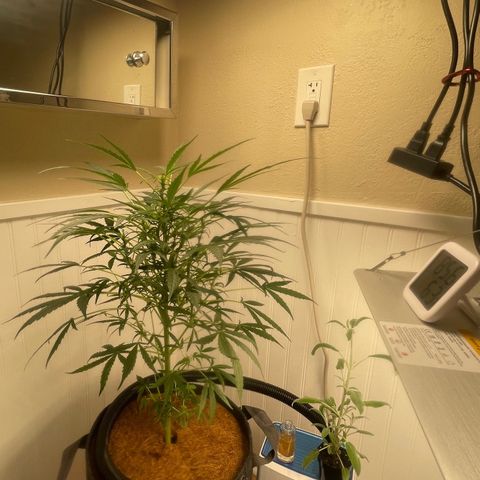 Tangie growlog timeline photo