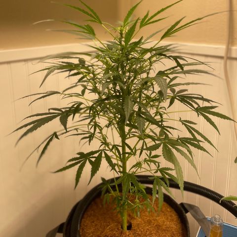 Tangie growlog timeline photo