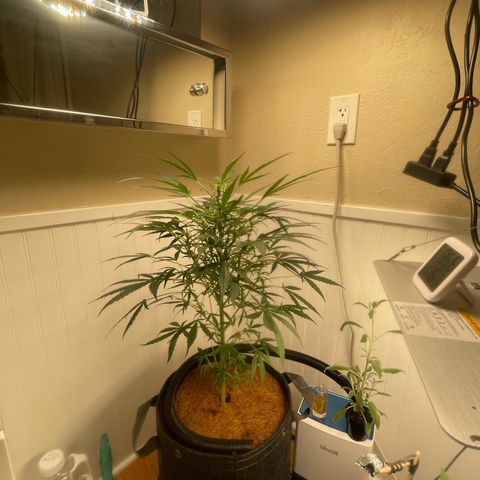 Tangie growlog timeline photo
