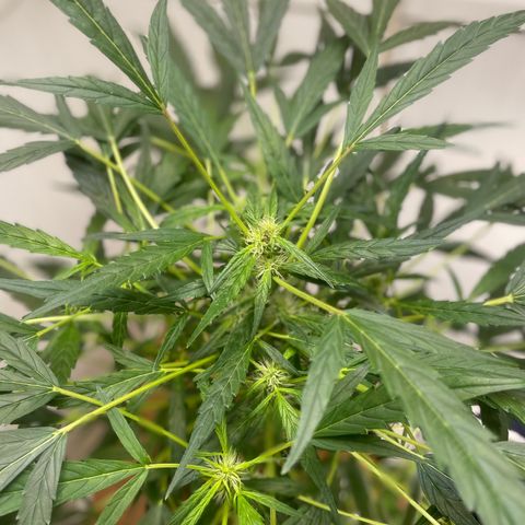 Tangie growlog timeline photo