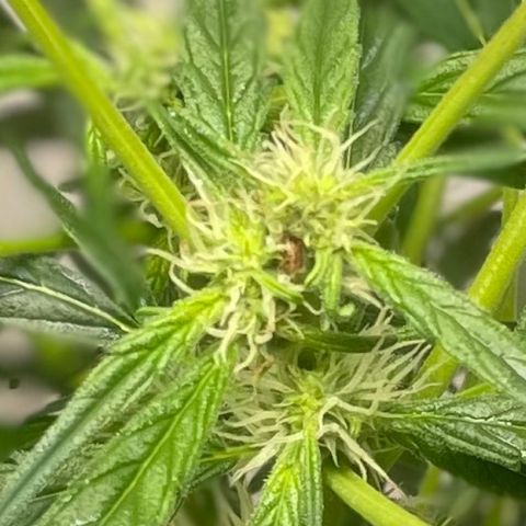 Tangie growlog timeline photo