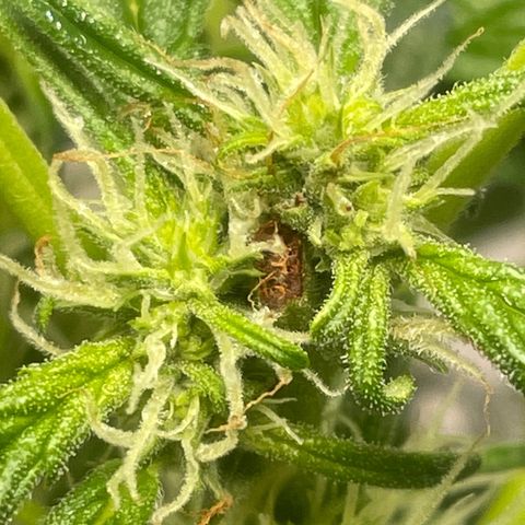 Tangie growlog timeline photo