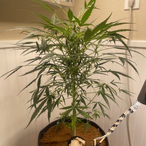 Tangie growlog timeline photo