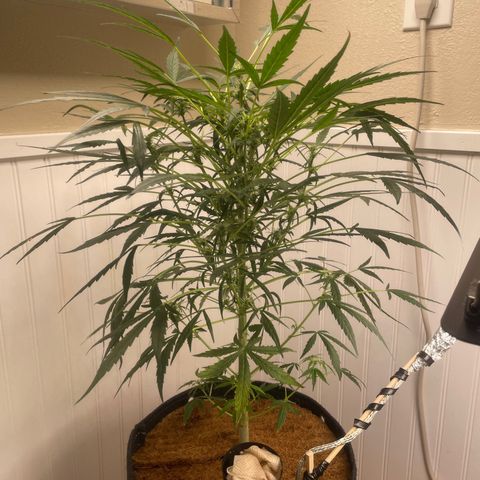 Tangie growlog timeline photo