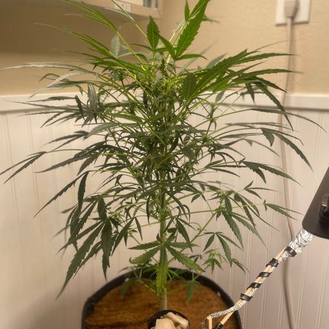 Tangie growlog timeline photo
