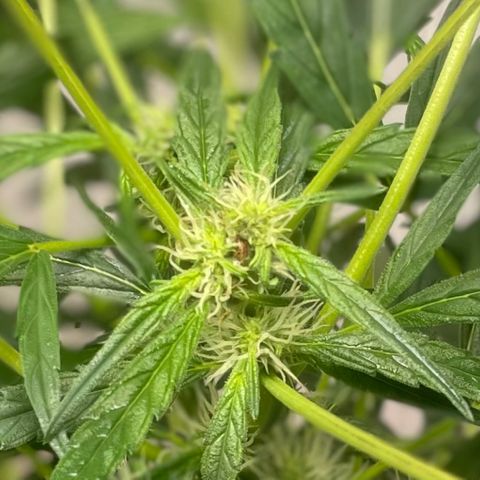 Tangie growlog timeline photo