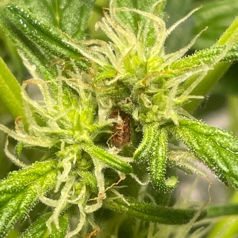Tangie growlog timeline photo