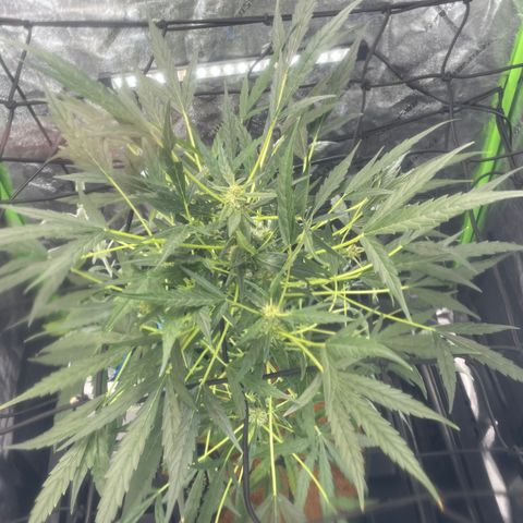 Tangie growlog timeline photo