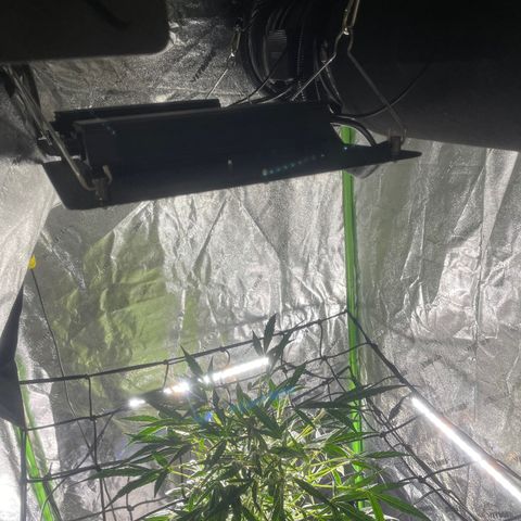 Tangie growlog timeline photo