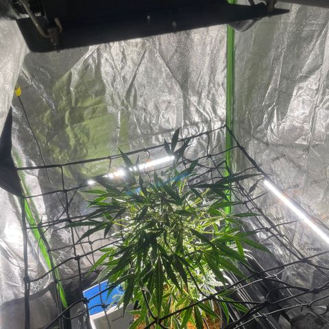 Tangie growlog timeline photo