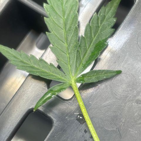 Tangie growlog photo: 1st pruning of the wild boy, tedious but, worth the education.