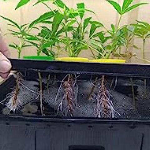 Tangie growlog photo: Cloning… & so it begins!! The Hortipots pump is…w e a k, I am being kind. Added a Visonsun submersible pump &, mounted a HortiPots Clone Machine 19 Spray Nozzle Manifold, to the Visosun submersible pump: I want to sleep near this cloning machine, the sound oc running water as I sleep🪴🙏
