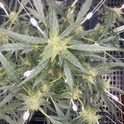 Tangie growlog timeline photo