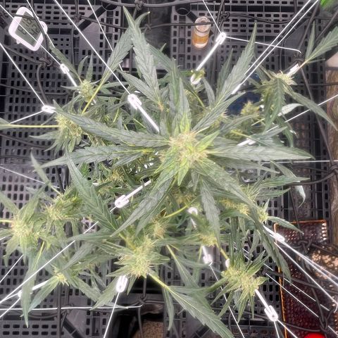 Tangie growlog timeline photo
