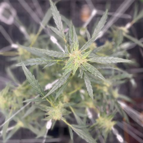 Tangie growlog timeline photo