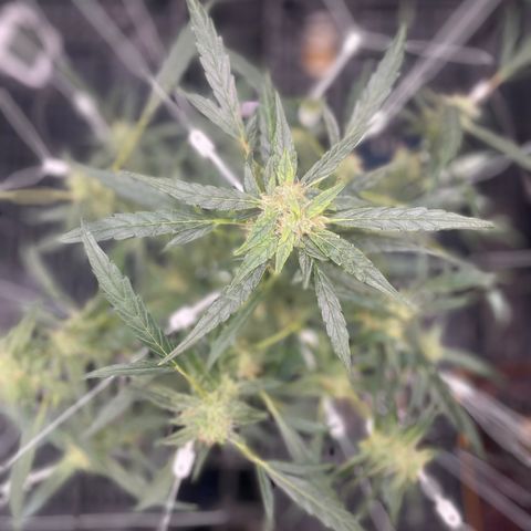 Tangie growlog timeline photo