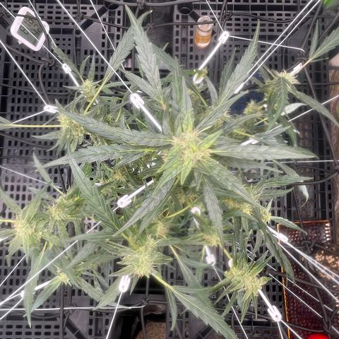Tangie growlog timeline photo
