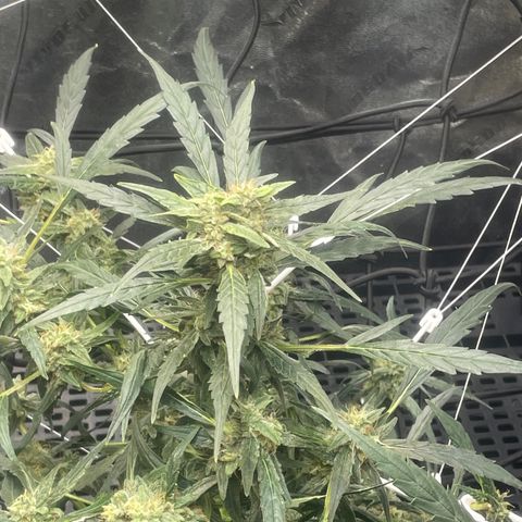 Tangie growlog timeline photo