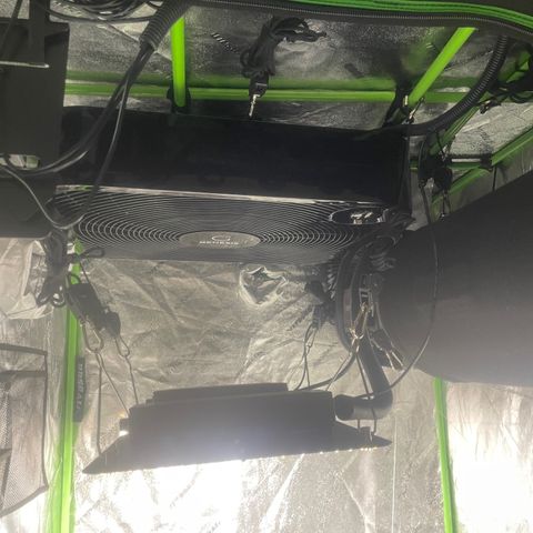 Tangie growlog timeline photo