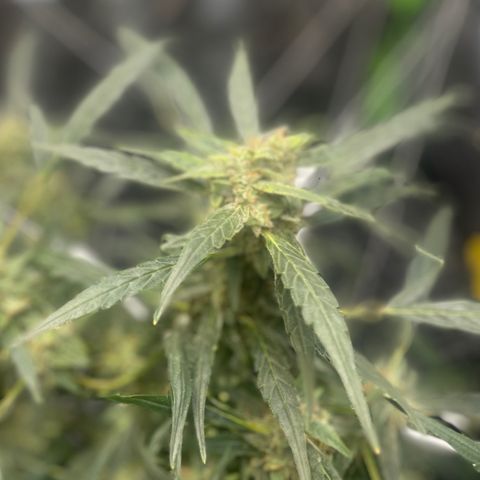 Tangie growlog timeline photo