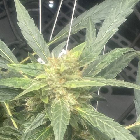 Tangie growlog timeline photo