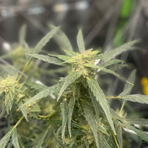Tangie growlog timeline photo
