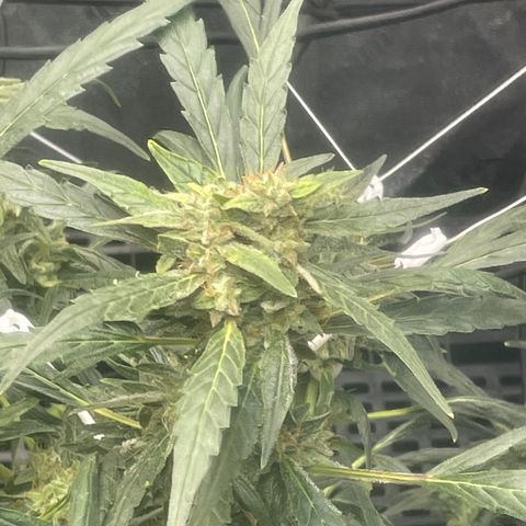 Tangie growlog timeline photo