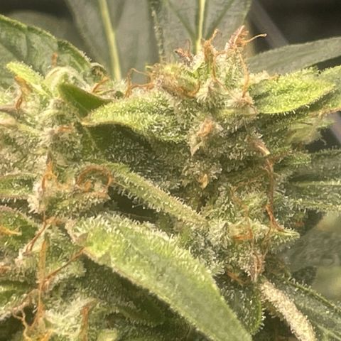 Tangie growlog timeline photo