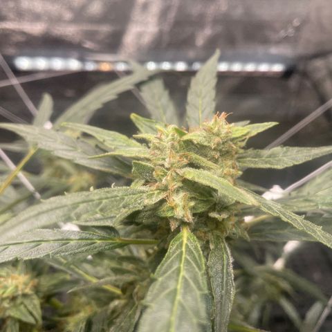 Tangie growlog timeline photo