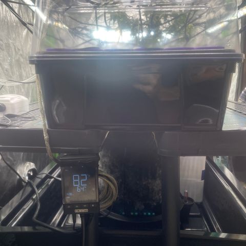 Tangie growlog photo: Completed the installation of the new Hortipots Cloning Machine: 2 gallons of water, 1 Powerhead, & 1 air pump & bubbler.