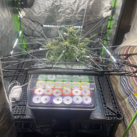 Tangie growlog photo: Completed the installation of the new Hortipots Cloning Machine: 2 gallons of water, 1 Powerhead, & 1 air pump & bubbler.
