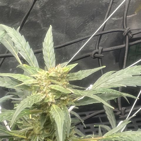 Tangie growlog photo: The buds are becoming thicker and more dense. The growth now is concentrated on the buds and the bushy state she will  become in another two weeks or so…cloning: looking for a solid .12 plants🙏🤞🪴Added HD Magnets to hang all 3 of my AC Bluetooth Hygrometers. At the Top of the Vivosun tent is my AC 69 Pro WiFi/BT w/ a Temp Probe/Hygrometer. I then set two of the Hygrometers vertically @ roughly 2’ spacing to obtain, what I believe, is the optimal measurement, the goal is to avoid dead air pockets. The 3rd AC Hygrometer is set to the right hand side of the zipper, behind the AC 8” Pro Fan return, & behind the humidifier, this is my way of checking the circulation and my return air at the same time. The 3rd AC Hygrometer is 2’ down and to the left of the AC 6” Auto Fan