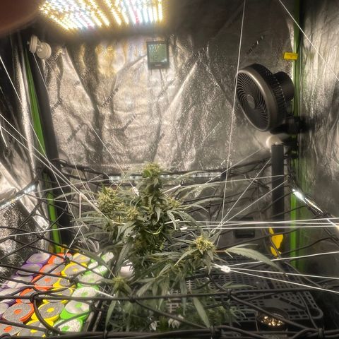 Tangie growlog photo: The buds are becoming thicker and more dense. The growth now is concentrated on the buds and the bushy state she will  become in another two weeks or so…cloning: looking for a solid .12 plants🙏🤞🪴Added HD Magnets to hang all 3 of my AC Bluetooth Hygrometers. At the Top of the Vivosun tent is my AC 69 Pro WiFi/BT w/ a Temp Probe/Hygrometer. I then set two of the Hygrometers vertically @ roughly 2’ spacing to obtain, what I believe, is the optimal measurement, the goal is to avoid dead air pockets. The 3rd AC Hygrometer is set to the right hand side of the zipper, behind the AC 8” Pro Fan return, & behind the humidifier, this is my way of checking the circulation and my return air at the same time. The 3rd AC Hygrometer is 2’ down and to the left of the AC 6” Auto Fan