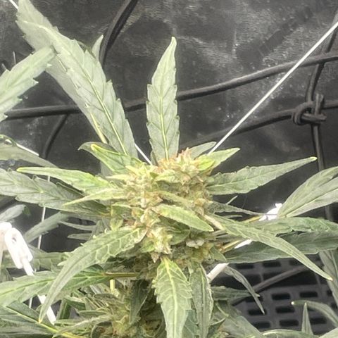 Tangie growlog photo: The buds are becoming thicker and more dense. The growth now is concentrated on the buds and the bushy state she will  become in another two weeks or so…cloning: looking for a solid .12 plants🙏🤞🪴Added HD Magnets to hang all 3 of my AC Bluetooth Hygrometers. At the Top of the Vivosun tent is my AC 69 Pro WiFi/BT w/ a Temp Probe/Hygrometer. I then set two of the Hygrometers vertically @ roughly 2’ spacing to obtain, what I believe, is the optimal measurement, the goal is to avoid dead air pockets. The 3rd AC Hygrometer is set to the right hand side of the zipper, behind the AC 8” Pro Fan return, & behind the humidifier, this is my way of checking the circulation and my return air at the same time. The 3rd AC Hygrometer is 2’ down and to the left of the AC 6” Auto Fan